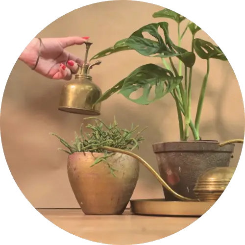 jak dbac o rosliny domowe