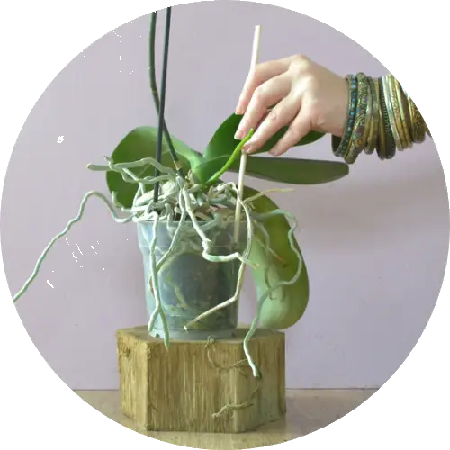 jak dbac o storczyki