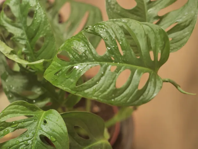 Dlaczego niektóre rośliny nie lubią zraszania