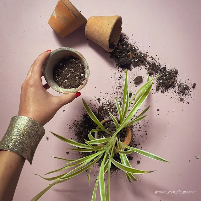 Jak odkazić ziemię dla roślin domowych krok po kroku
Najlepsze sposoby na odkażanie podłoża dla kwiatów doniczkowych