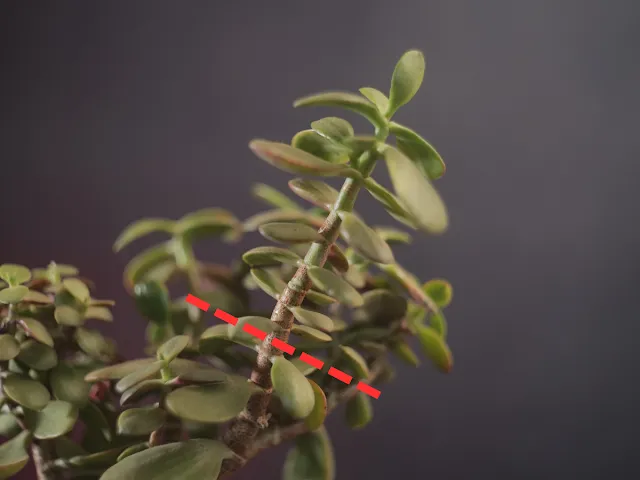 Grubosz rozmnażanie w wodzie
Grubosz pielęgnacja i rozmnażanie
Jak sadzić grubosza