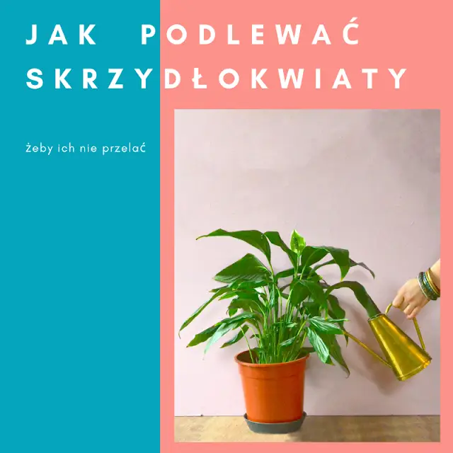 podlewanie skrzydłokwiatów co ile