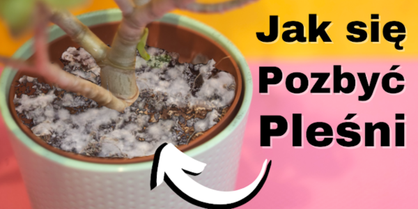 jak zwalczyć pleśń na ziemi roślin domowe sposoby na pleśń w doniczce środki na pleśń w ziemi roślin ekologiczne metody walki z pleśnią w ziemi naturalne preparaty na pleśń w doniczkach