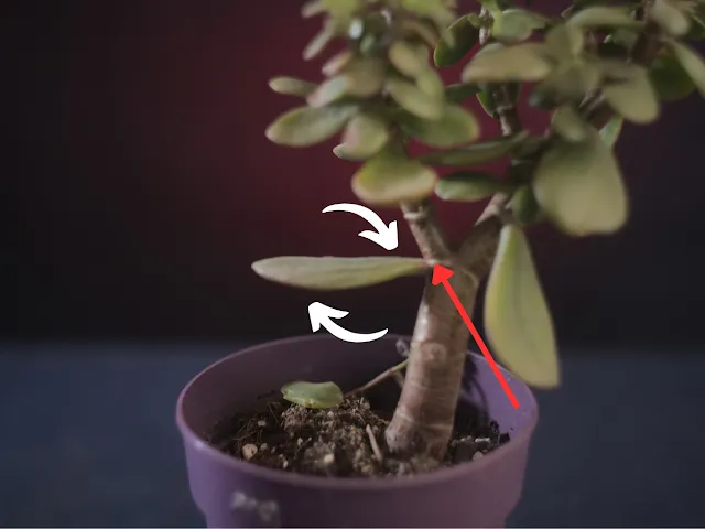 Jak ukorzenić sadzonki grubosza
Grubosz (drzewko szczęścia) rozmnażanie z pędów
Grubosz sadzonki liściowe