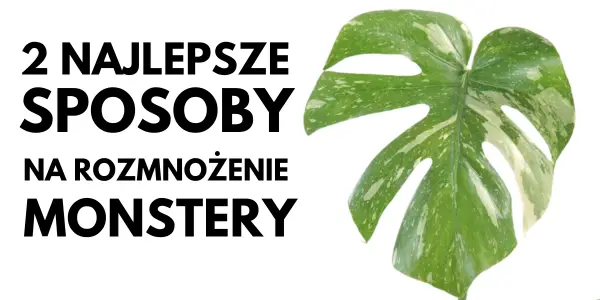 jak rozmnożyć monstere sposoby na rozmnażanie rozsadzanie monstery
