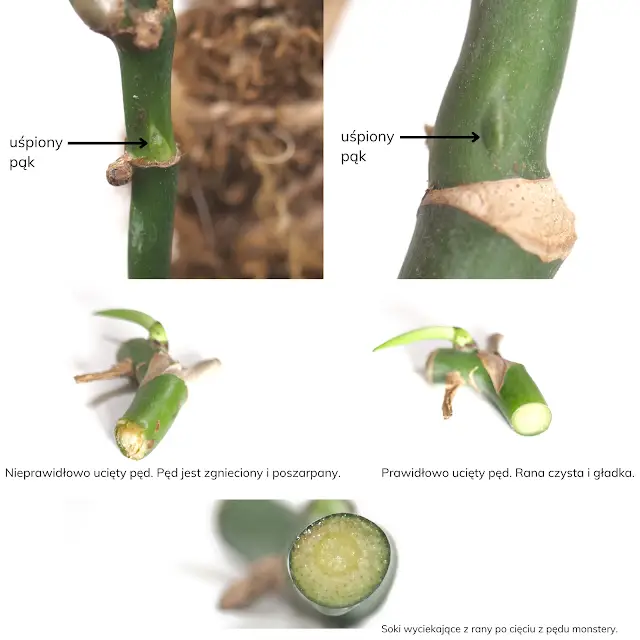 sadzonki monstery jak ją ciąć rozmnażać