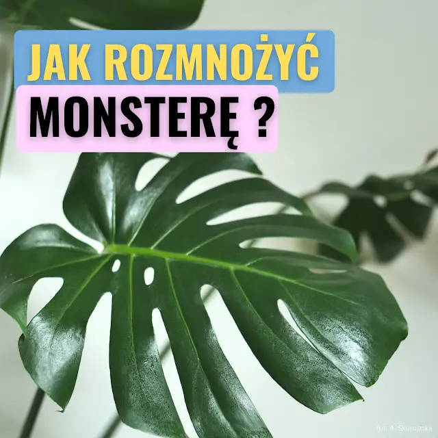 jak rozmnożyć monstere