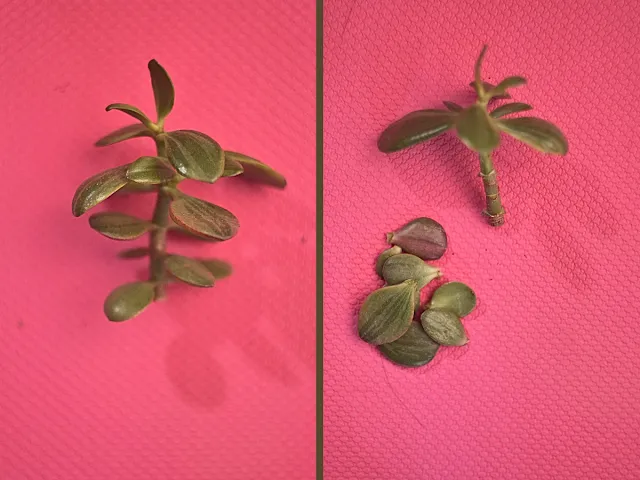 Sadzonki drzewka szczęścia jak ukorzenić
Jak rozmnażać grubosza w domu
Kiedy rozmnażać grubosza