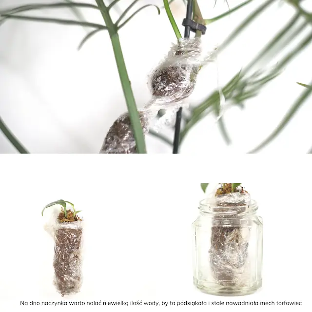 rozmnażanie monstery przez odkłady powietrzne