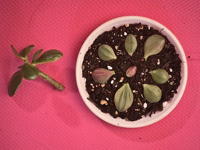 Jak szybko rozmnożyć grubosza
Grubosz opieka nad sadzonkami
Grubosz rozmnażanie i pielęgnacja