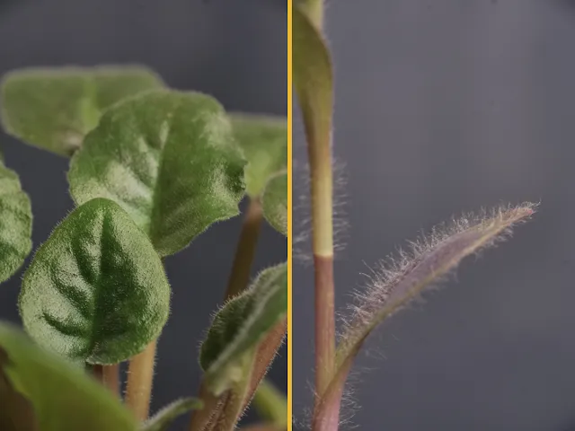 Czy wszystkie rośliny domowe wymagają zraszania?