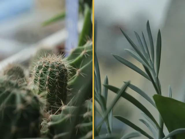 Rośliny, których nie należy zraszać, aby uniknąć chorób