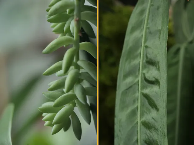 Rośliny domowe, które nie lubią wilgoci na liściach