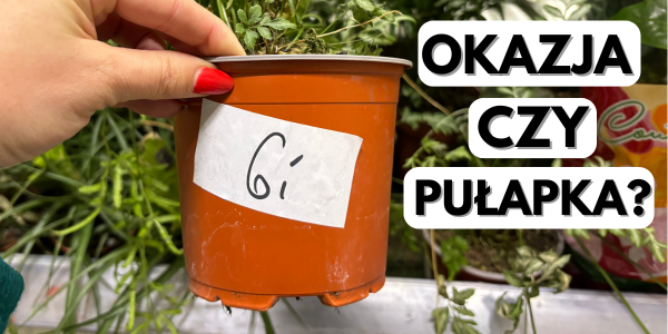 Rosliny DOMOWE OKAZJA PRZECENA kupowanie w przecenie.webp