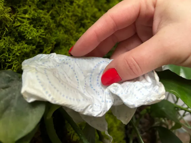 co zrobic gdy lisc monstery filodendrona sie nie rozwija