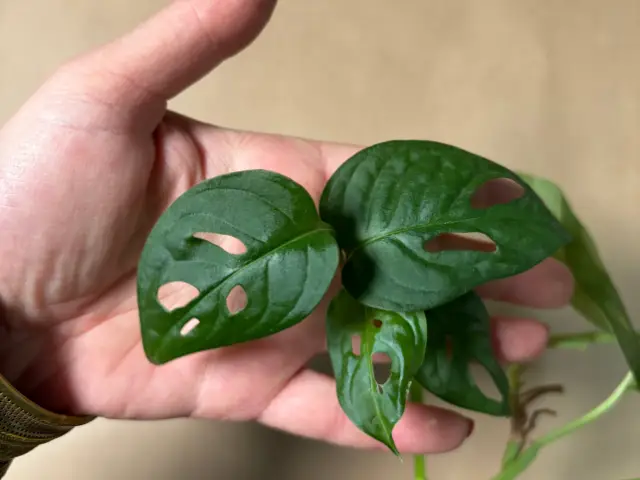 monstera monkey mask dlaczego ma małe liście