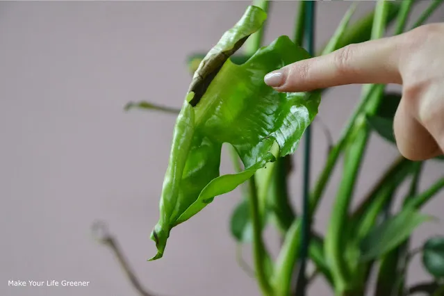 Dlaczego liście monstery nie chcą rosnąć i jak to naprawić
Zroślicha nie rozwija liści – co zrobić, by pomóc roślinie
Filodendron nie rozwija liści – jakie są najczęstsze przyczyny