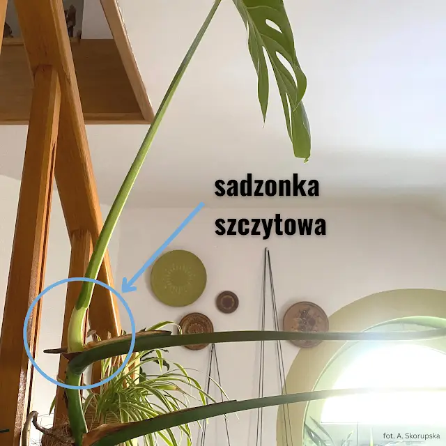 monstera rozmnażanie, sadzonka szczytowa, pędowa
