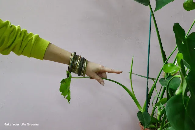 Dlaczego liście monstery nie chcą rosnąć i jak to naprawić
Zroślicha nie rozwija liści – co zrobić, by pomóc roślinie
Filodendron nie rozwija liści – jakie są najczęstsze przyczyny