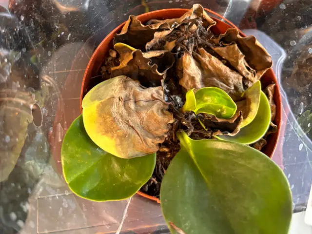 peperomia gnija liście zgniła promocja okazja przecena