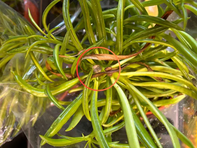 peperomia z biedronki w przecenie gnije gnijąca czarne brązowe liscie