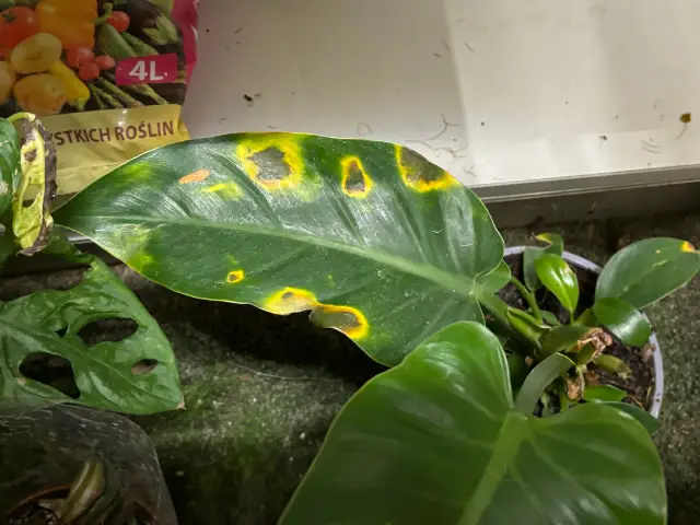 plamy na liscie filodendrona przeceniony filodendron okazja promocja