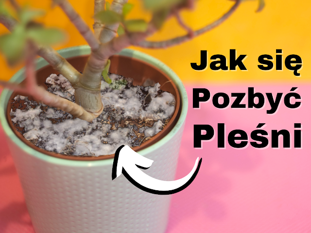 jak walczyć z pleśnią w doniczce na ziemi