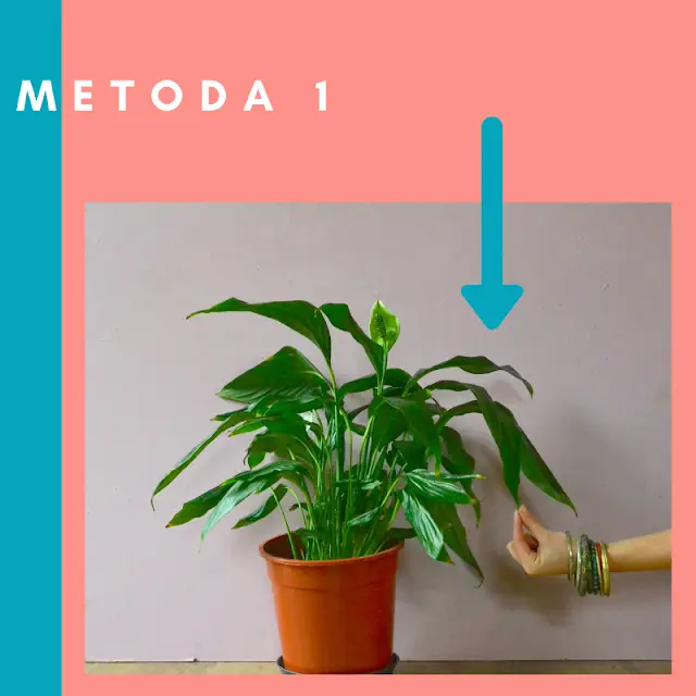 jak podlewać skrzydłokwiaty żeby ich nie przelać1