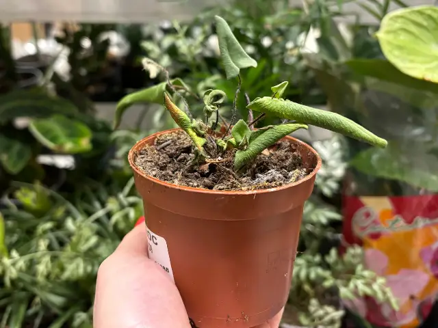 przesuszone rosliny w przecenie paproc czy warto kupić