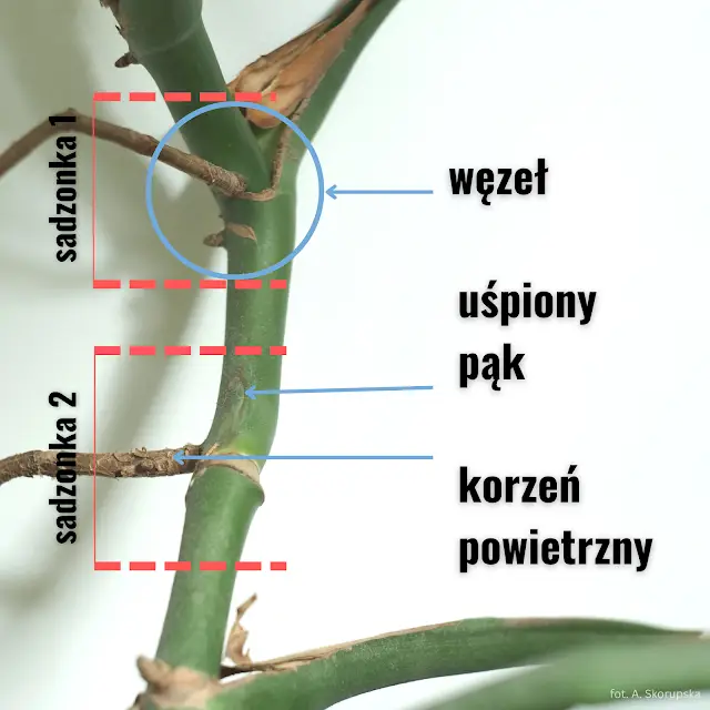 Jak ciąc monsterę, żeby ją rozmnożyć. Łodygę tniemy na fragmenty. Kązdy z nich powinien mieć uśpiony pąk, z którego w przyszłości roślina będzie wytwarzała nowe liście. Tniemy pomiędzy węzłami.