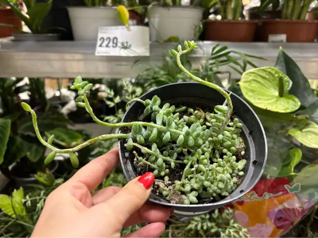 sukulenty kaktusy w przecenie czy warto kupowac