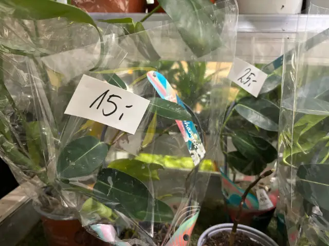 tanie rosliny domowe w przecenie czy warto kupic jakie jestryzyko czy takie rosliny sa zdrowe