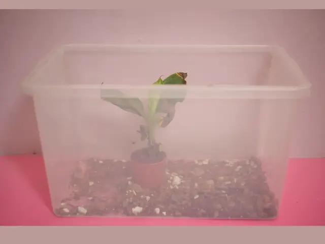 wazny zabieg pielegnacji nowych roślin domowych roslin z przeceny