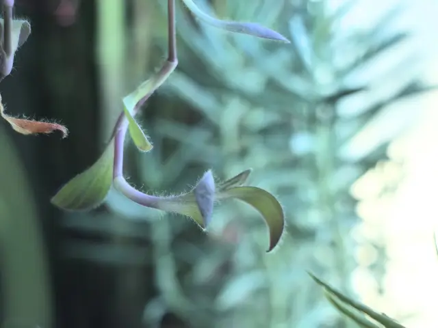 wyciagnieta tzrykrotka blada bez koloru dlaczego