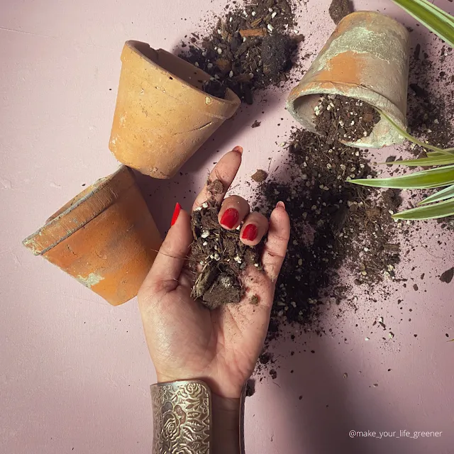 Jak odkazić podłoże do roślin
Dezynfekcja ziemi do roślin domowych
Jak pozbyć się szkodników w ziemi doniczkowej