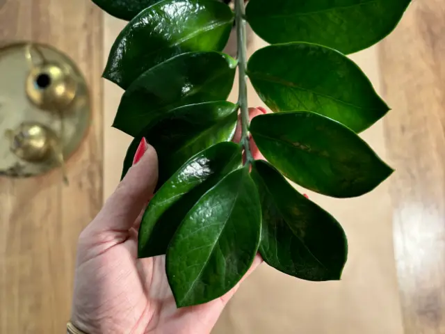 zamiokulkas gdzie postawic ile światła