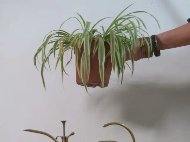 zielistka mała słaba bez światła