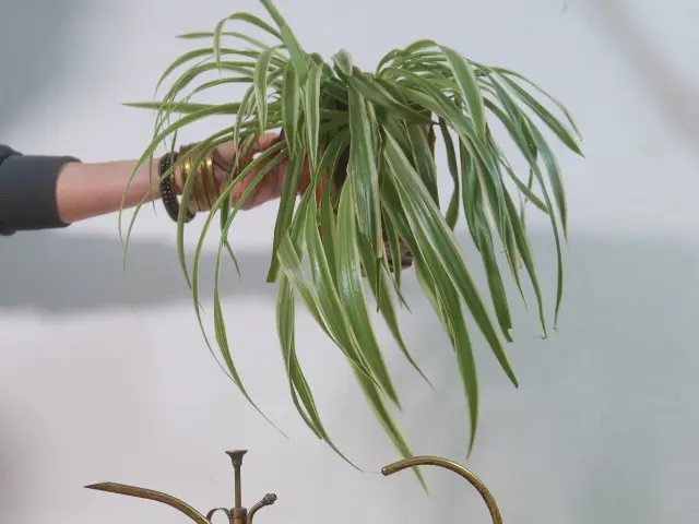 zielistka uprawa pielegnacja gdzie postawic