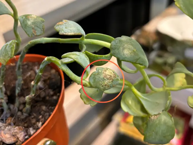 żyworódka plamy na lisciach srebrne wciornastek