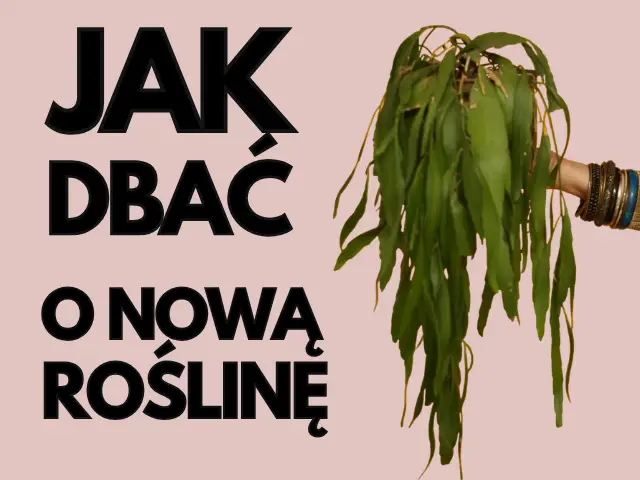 jak dbac pielęgnowac nową kupiona rośline z biedronki