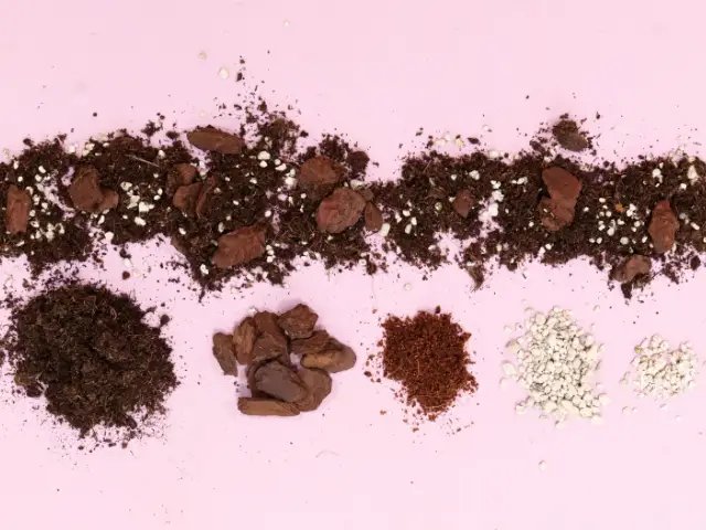 jaka ziemia dla grubosza monstery