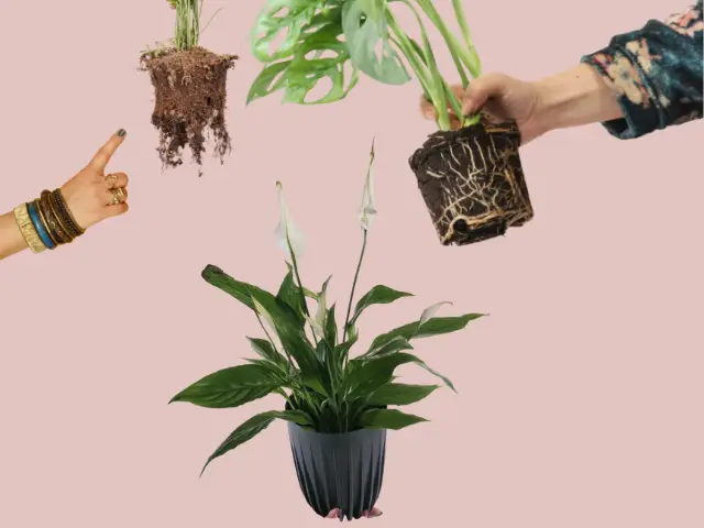 jak zadbać uprawiać rośliny w domu co robić zeby rośliny były zdrowe