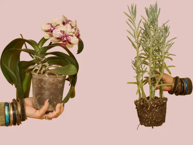 Pielęgnacja, uprawa roślin w domu jak dbać o nowa roślinę kupioną w markecie, w biedronce