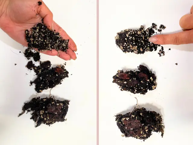 jaka ziemia, podłoże będzie najlepsze dla monstery zamiokulkasa, skrzydłokwiatu, drzewka szczęścia