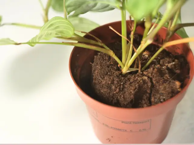 czy torf jest dobry dla monstery, nadajesie dla roślin w domu, domowych, doniczkowych