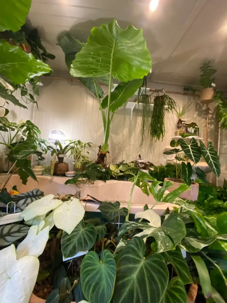 rośliny kwiaty w łazience cheal