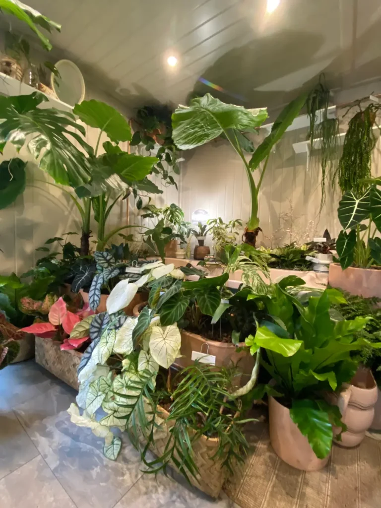 rośliny w łazience chealsea flower show